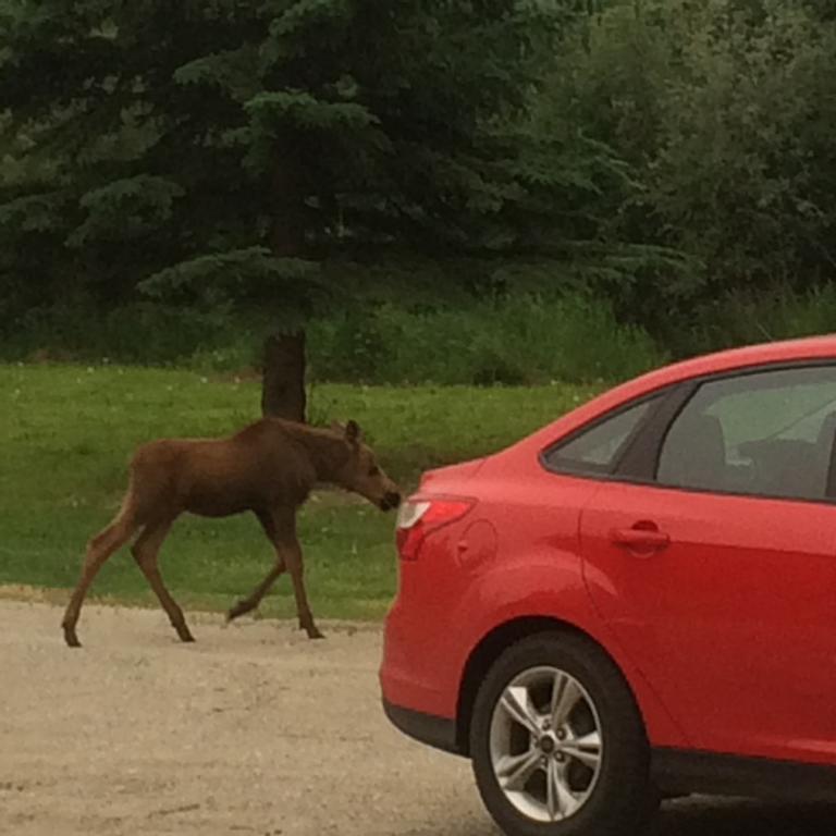 Moose Manor