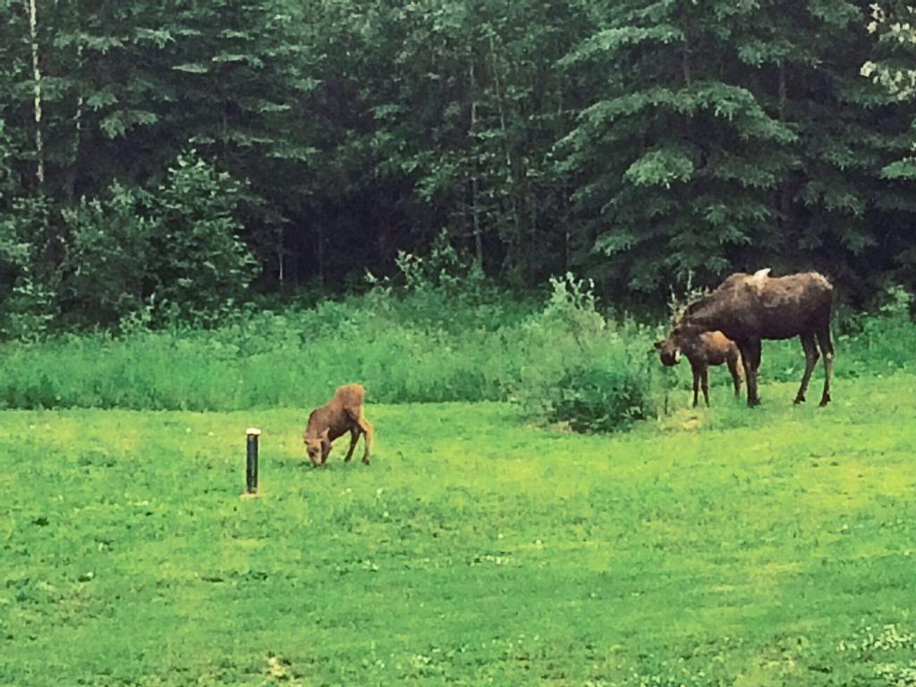 Bed & Breakfast Moose Manor Fairbanks