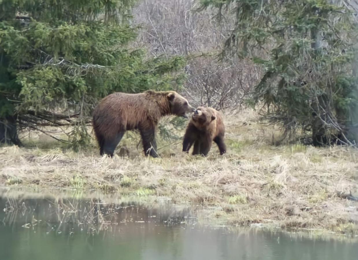 Alaska Grizzly 3* Fairbanks