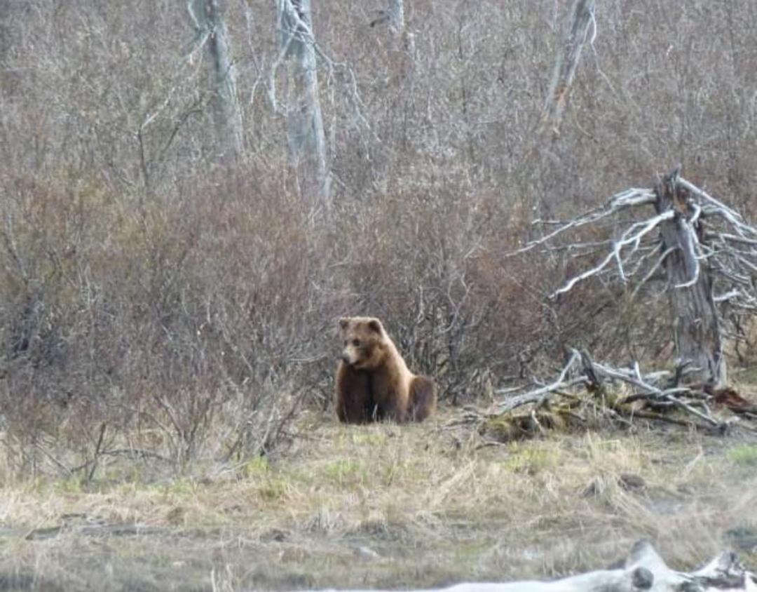 Alaska Grizzly 3* Fairbanks