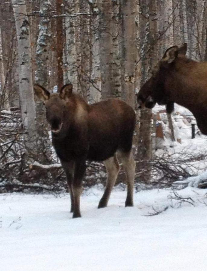 Bed & Breakfast Alaska Grizzly 3*