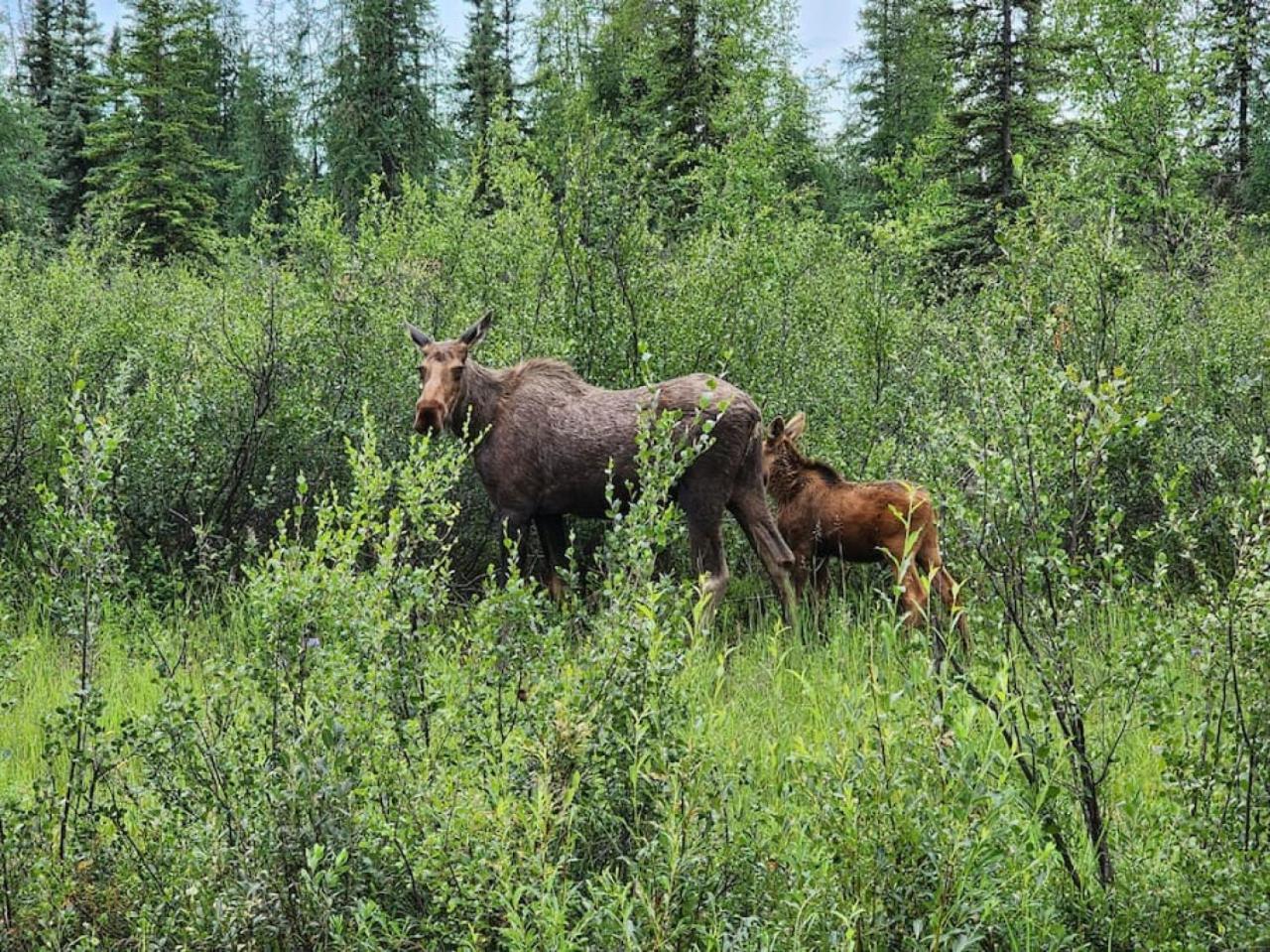 The Meandering Moose - Frontier Village Casa de férias Fairbanks
