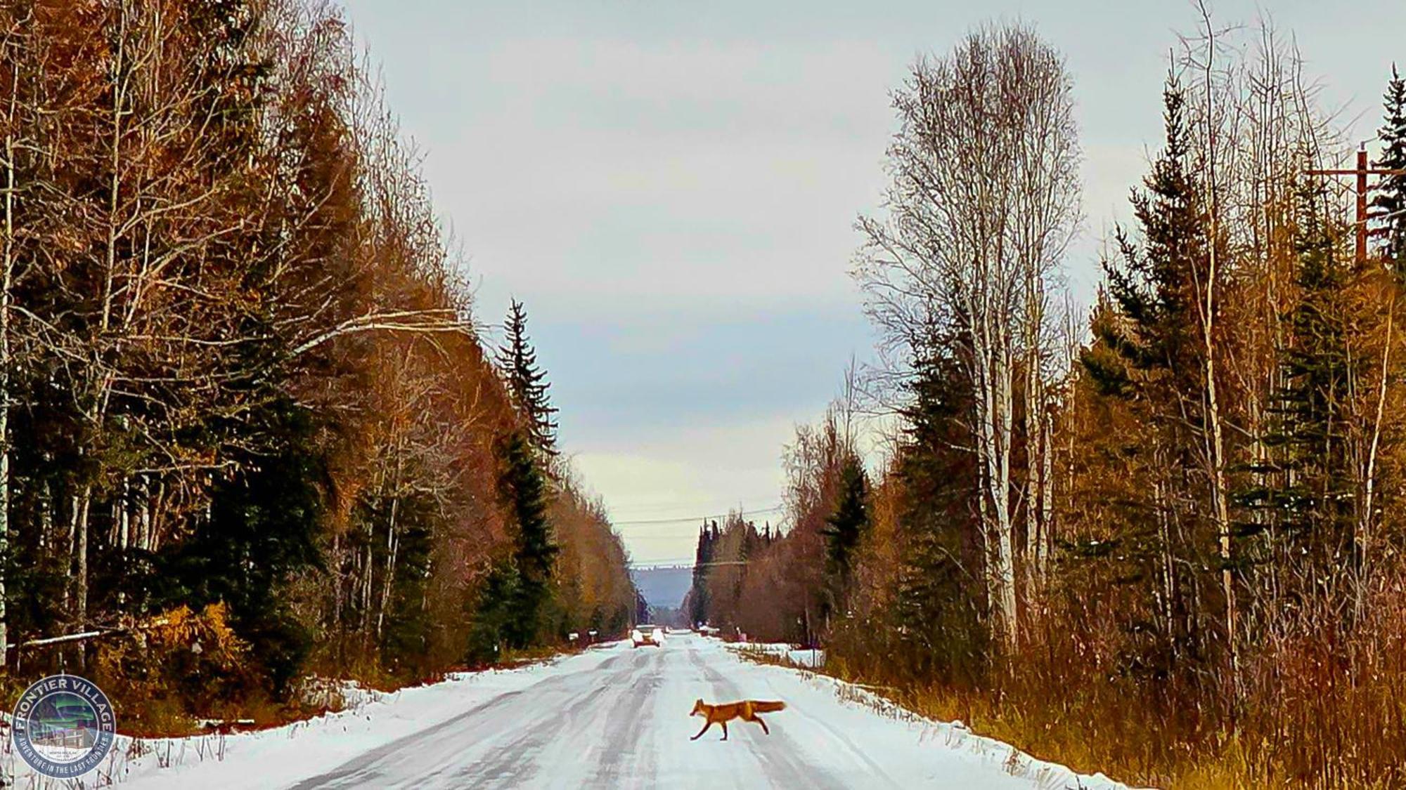 The Meandering Moose - Frontier Village Fairbanks