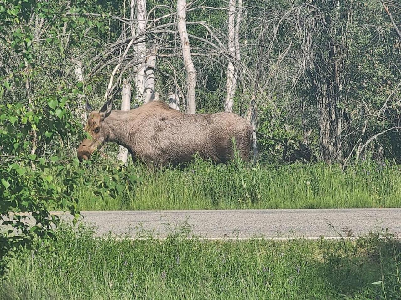 The Meandering Moose - Frontier Village