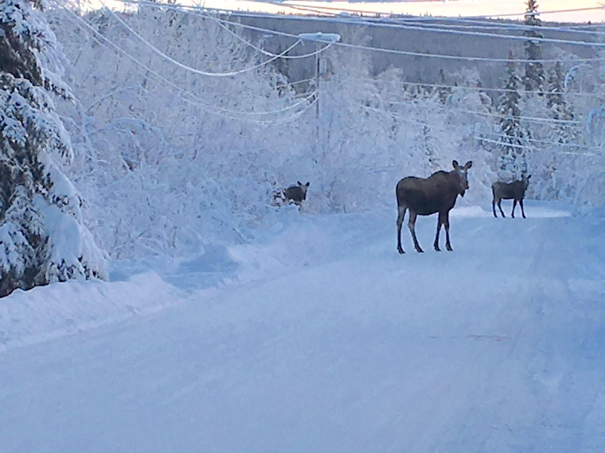 Moose Manor Bed & Breakfast Fairbanks